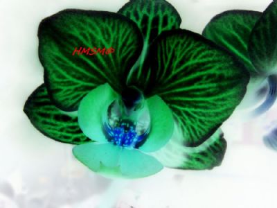 Grøn orkidé